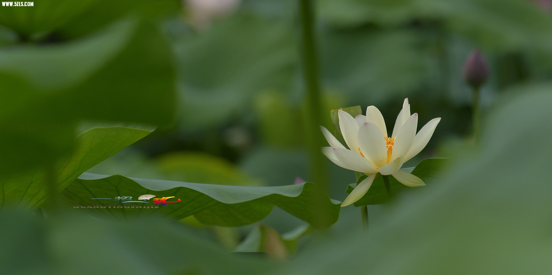 DSC_0088.jpg