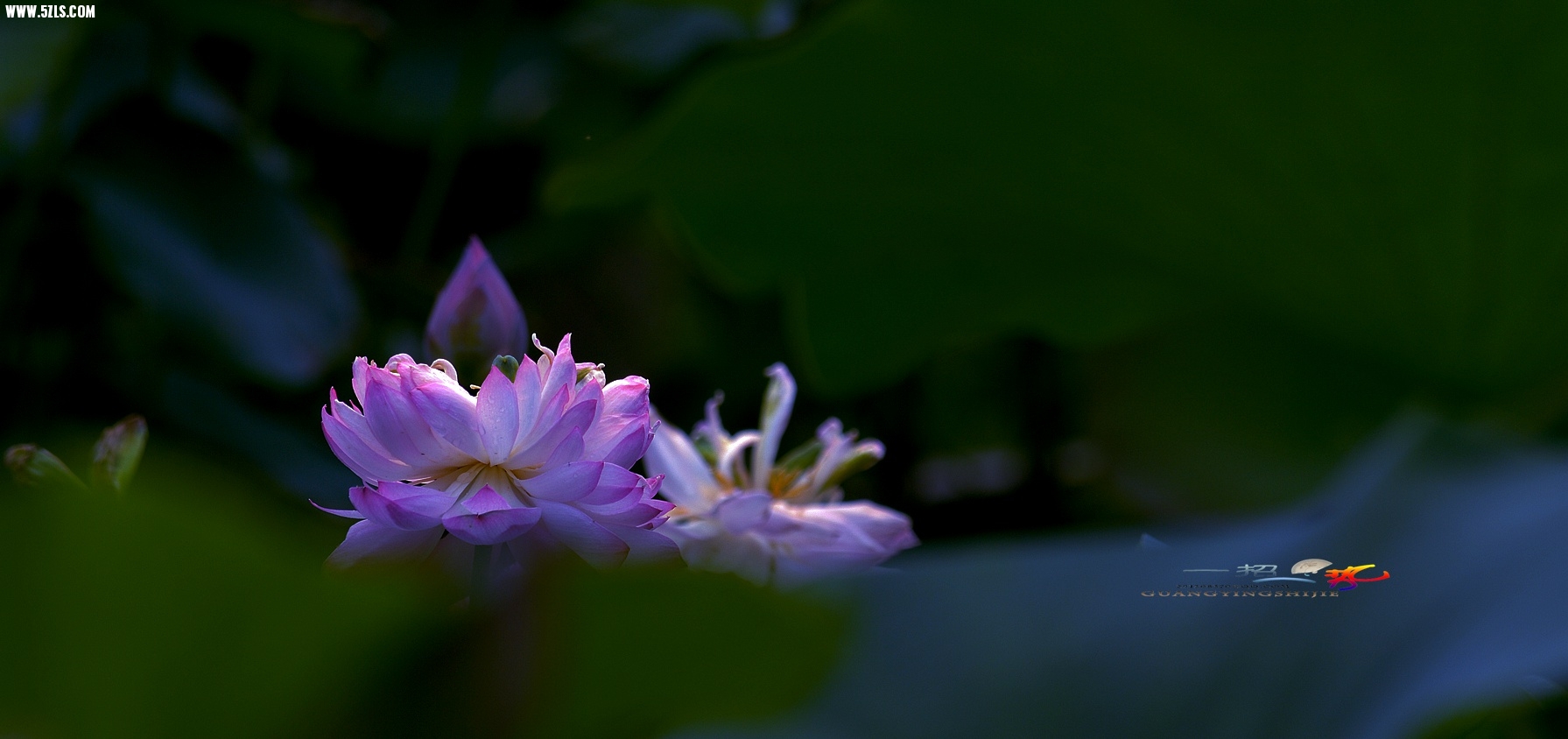 DSC_0061.jpg