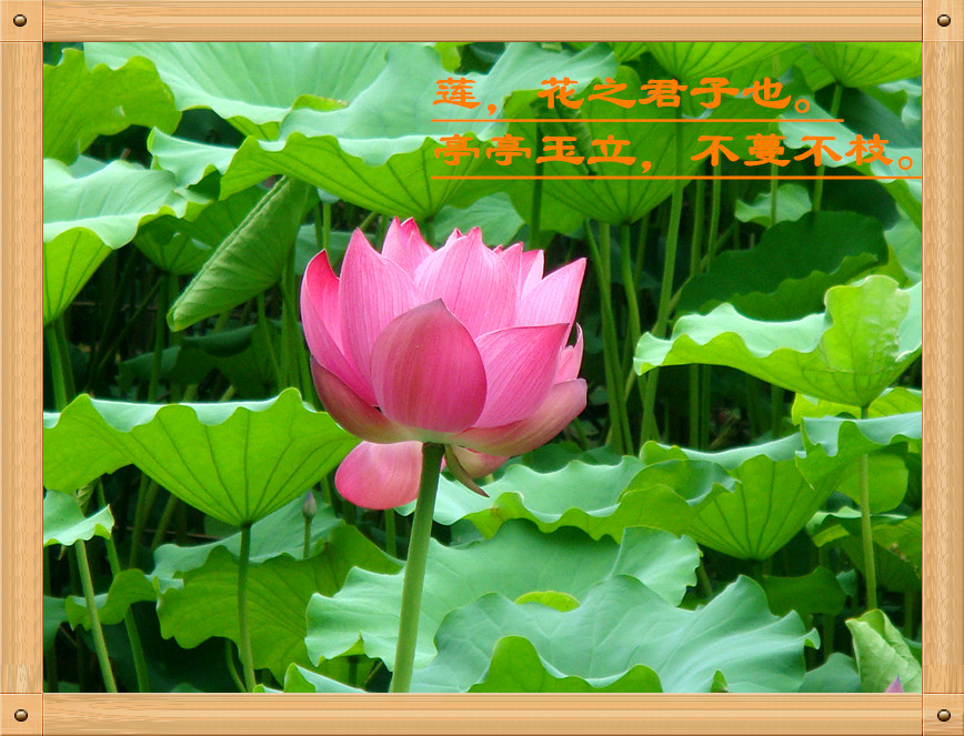 DSC04073_����.jpg