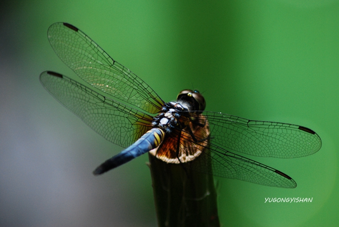 DSC_0801.JPG