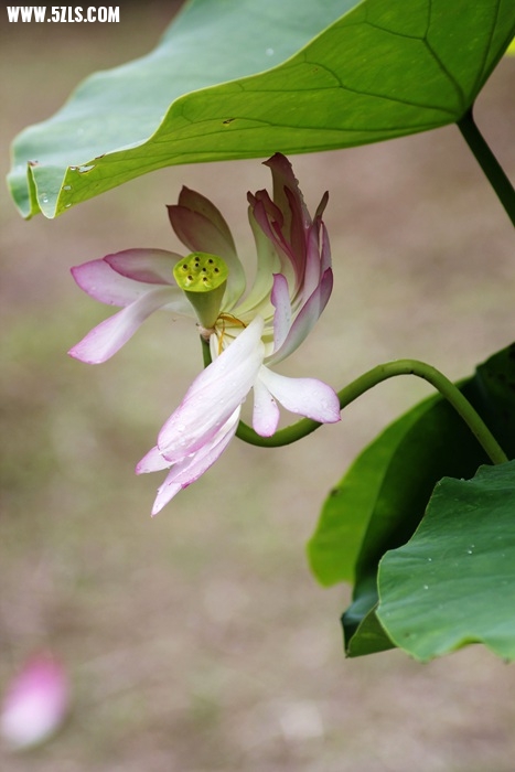 _MG_5792.jpg