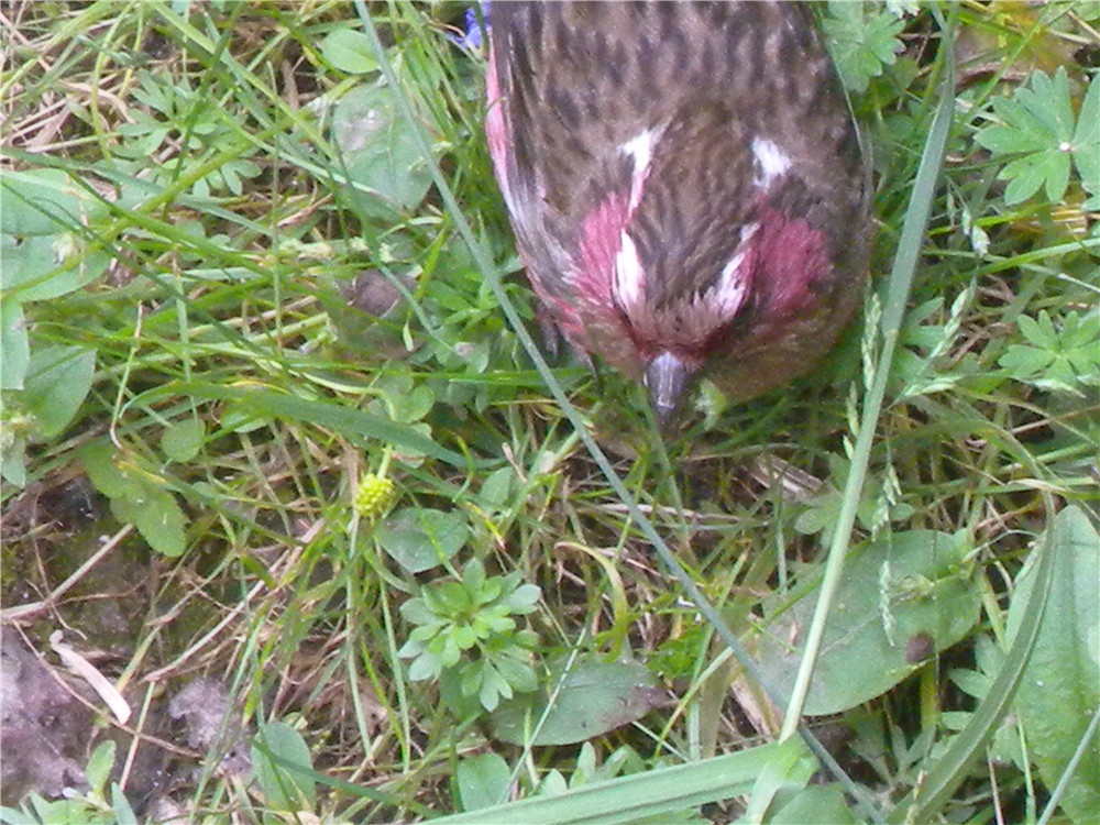 DSCN6716.jpg