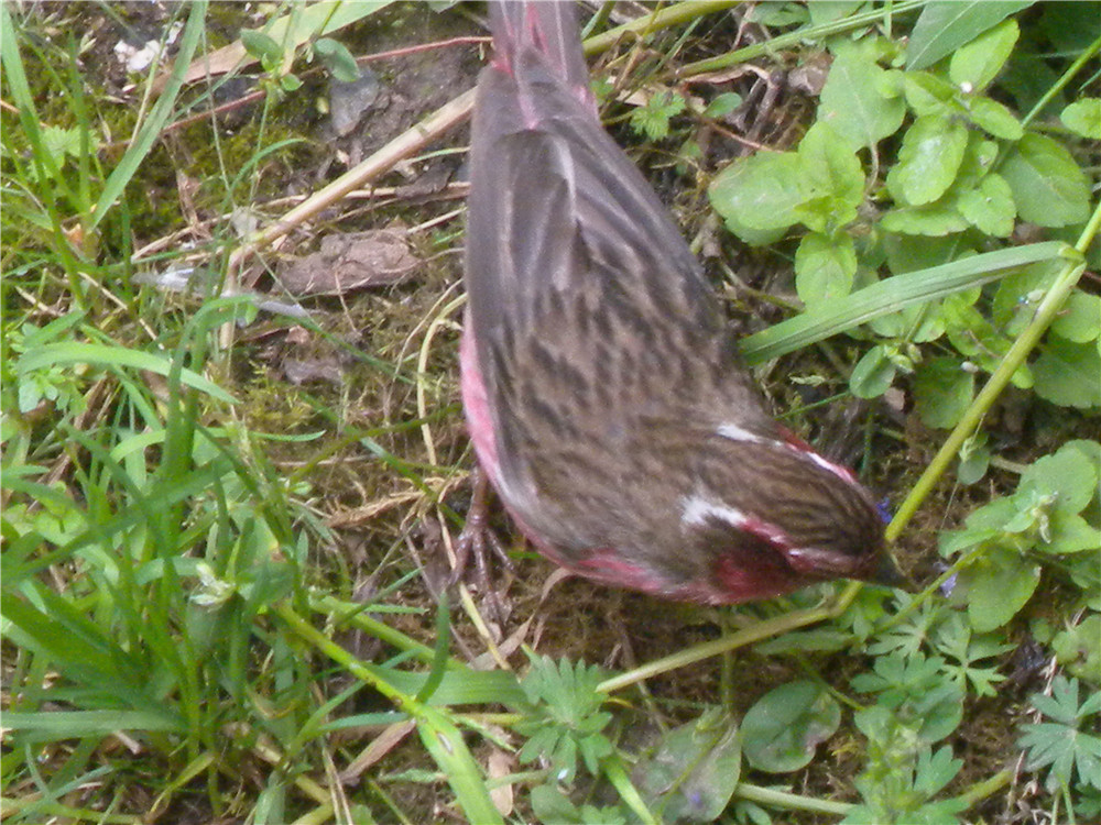 DSCN6718.jpg