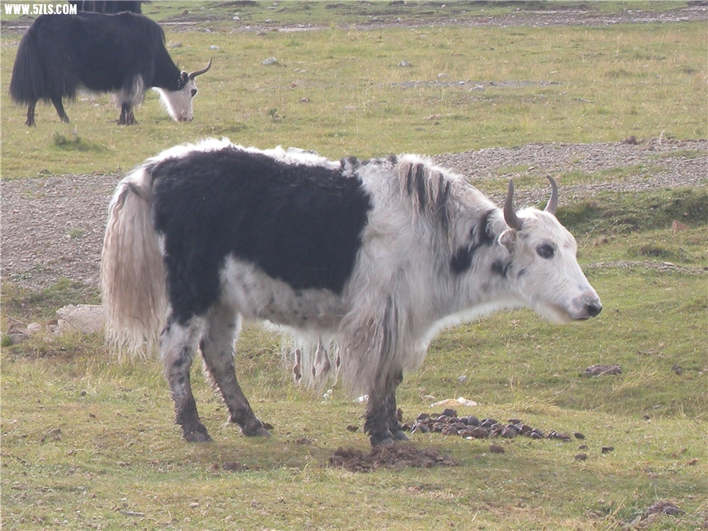 DSCN6931.jpg