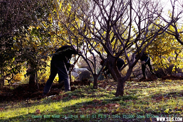 Canon EOS 450D08.jpg