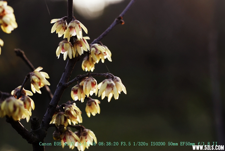 Canon EOS 450D09.jpg