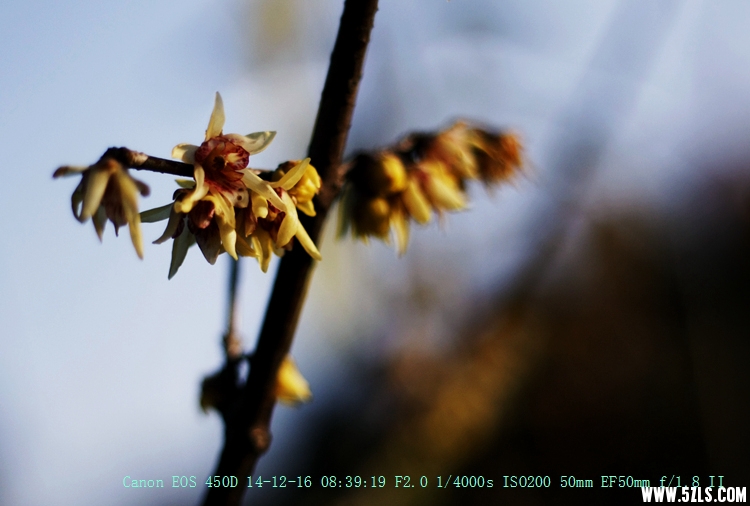 Canon EOS 450D10.jpg