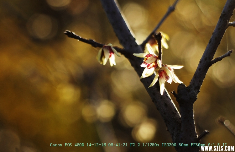 Canon EOS 450D11.jpg