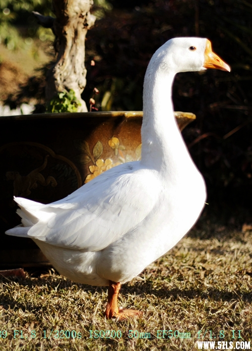 Canon EOS 450D17.jpg