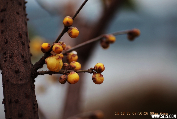 Canon EOS 5D Mark II03.jpg