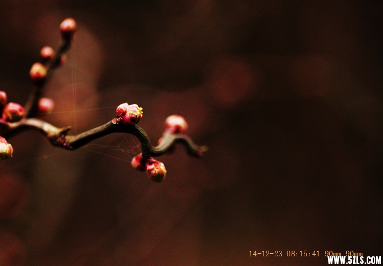 Canon EOS 5D Mark II05.jpg