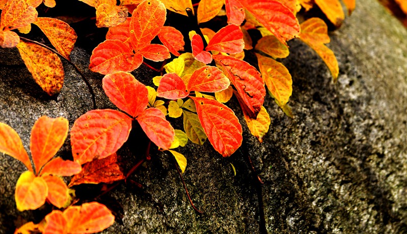 img_8978__.jpg