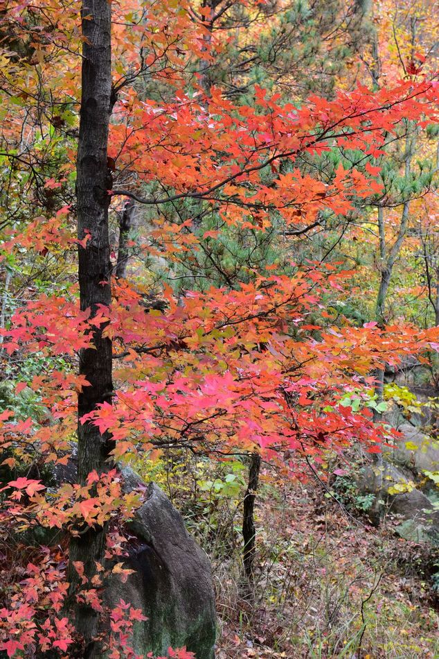 dsc_1981.jpg