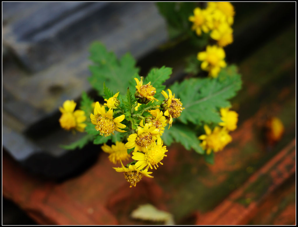 dsc09053.jpg