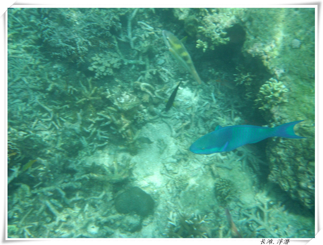 dscf2135_����.jpg