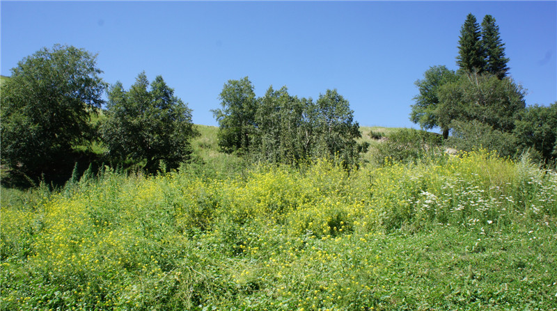 dsc05421.jpg