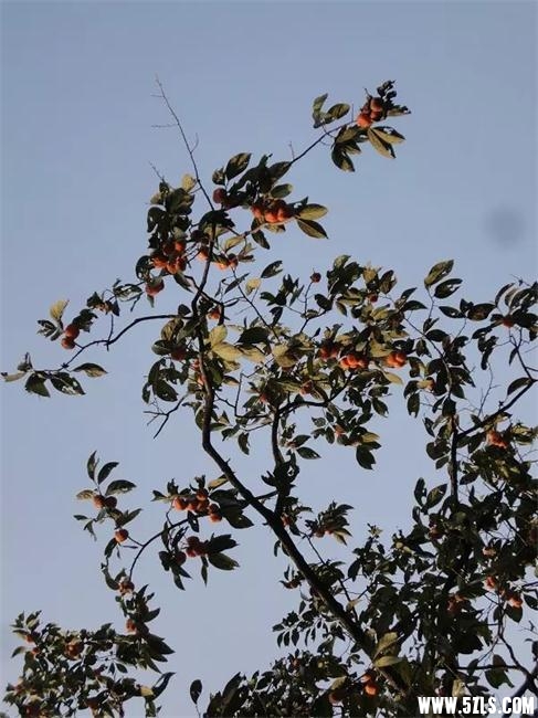 psb (3).jpg