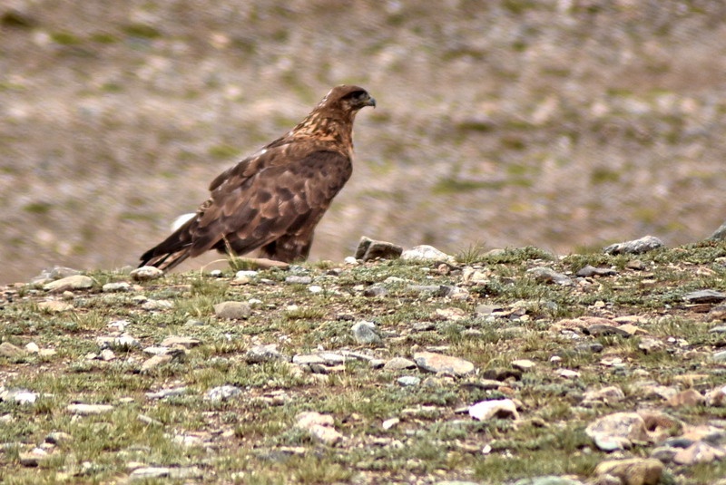 dsc_6038.jpg