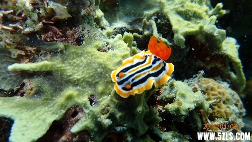 image.jpeg