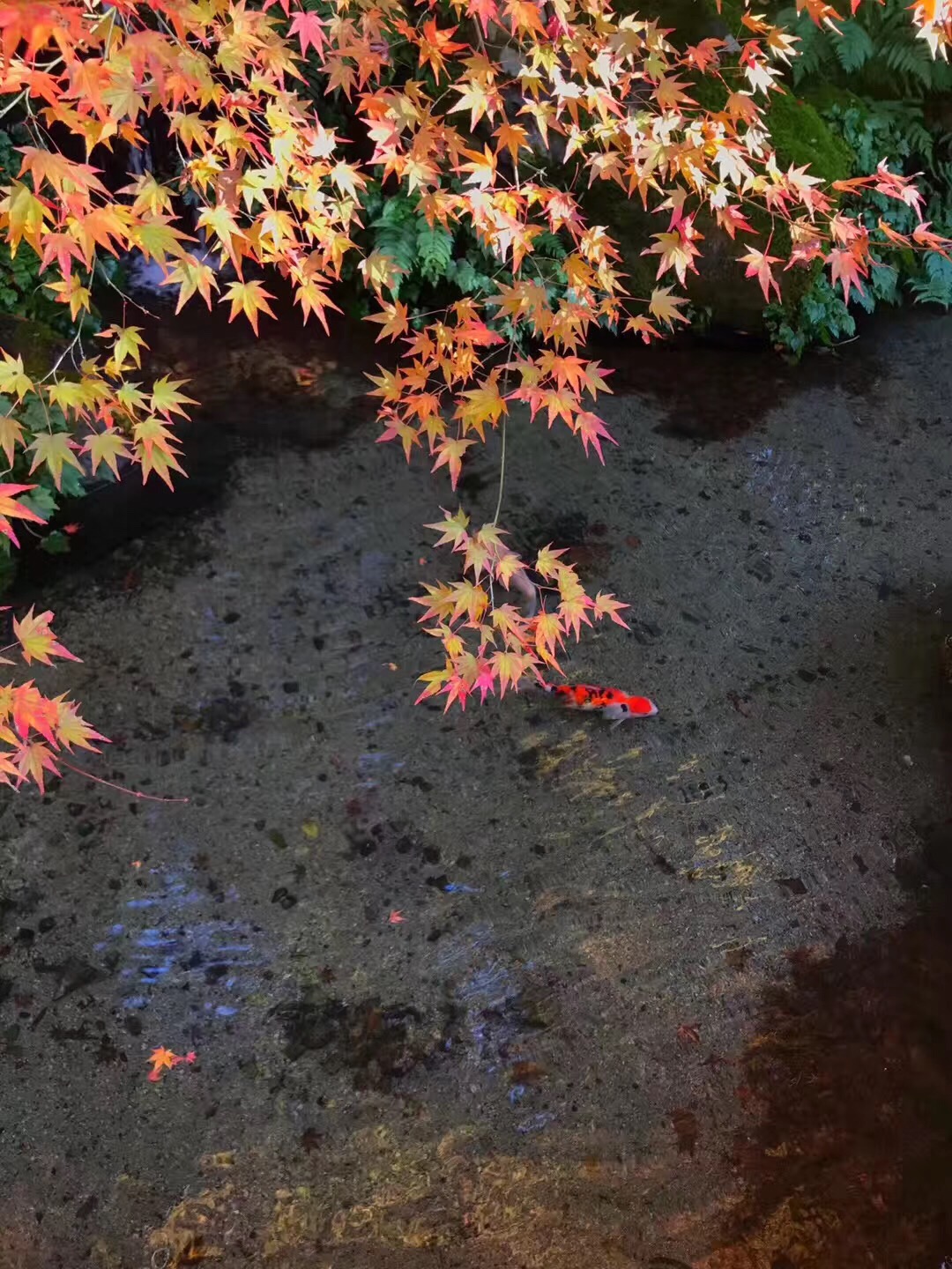 C828ED11-2211-41F0-AB1F-0E3FFFA753C5.jpeg