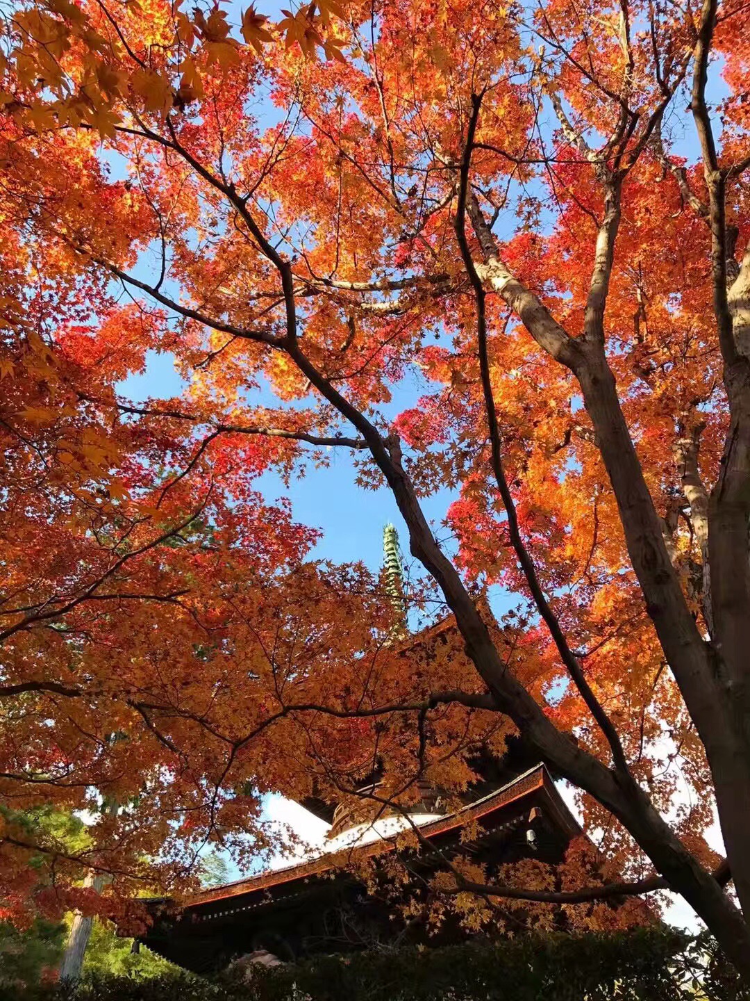 98FF73DD-66D5-43B7-ACD9-86A5AA5867D7.jpeg