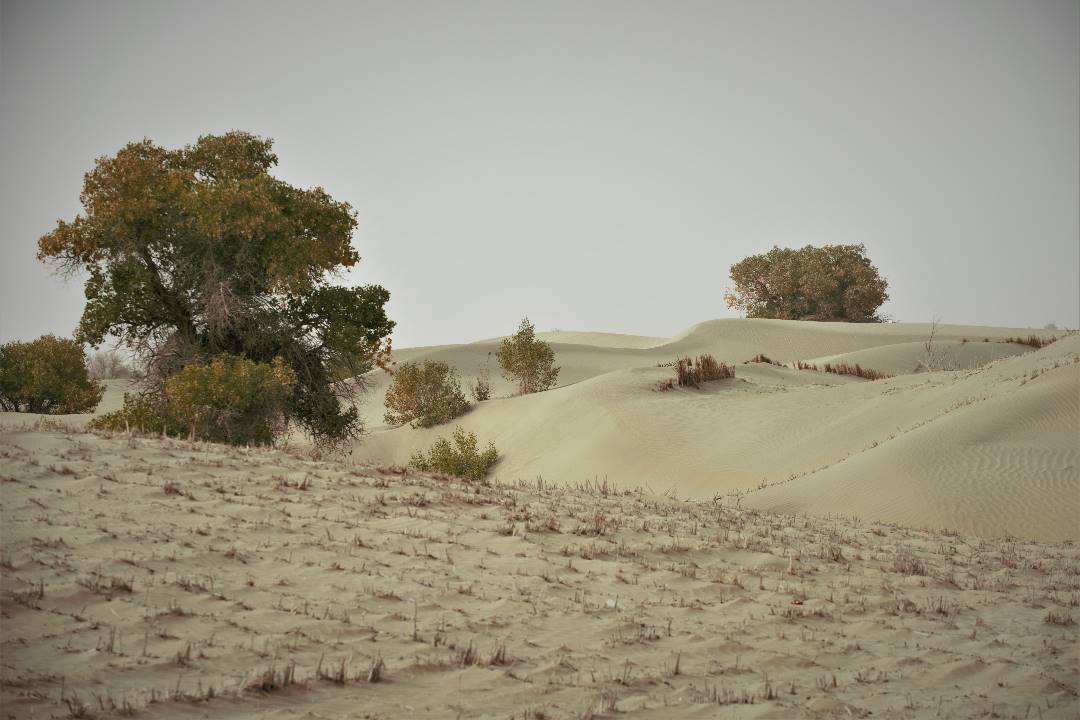 DSC_0070.jpg
