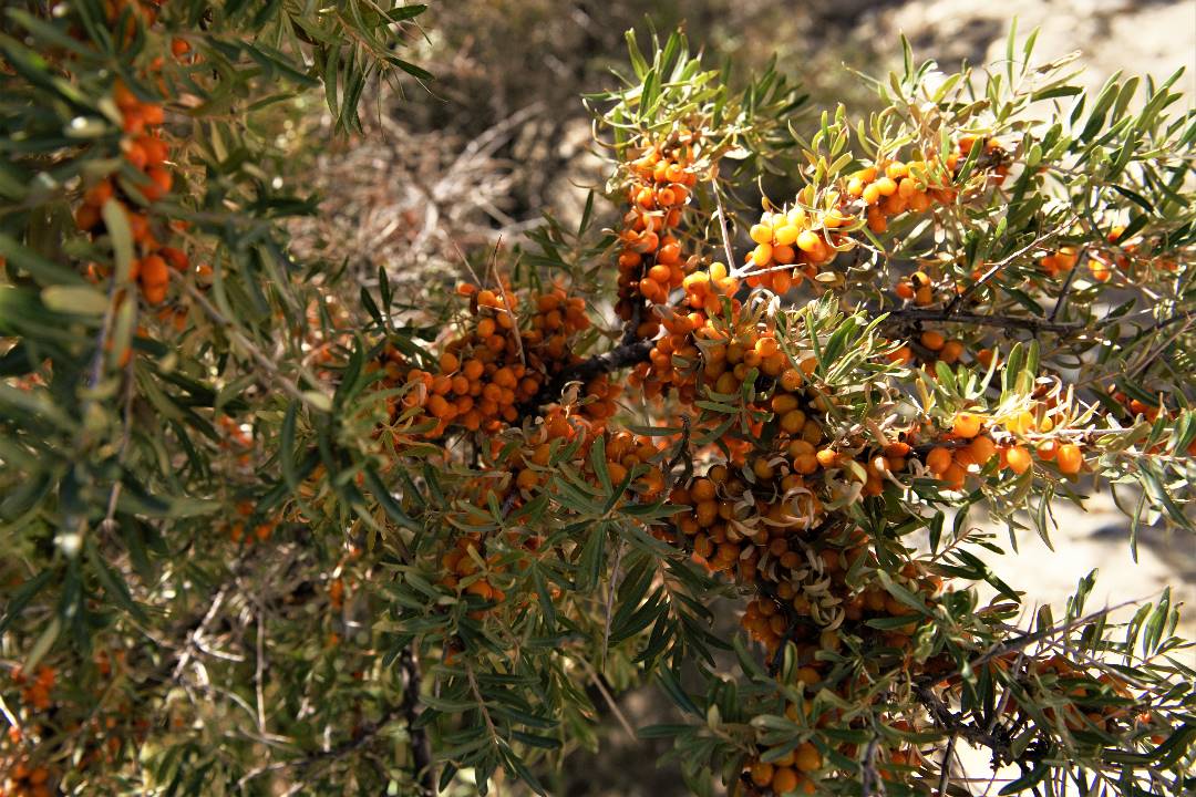 DSC_0808.jpg