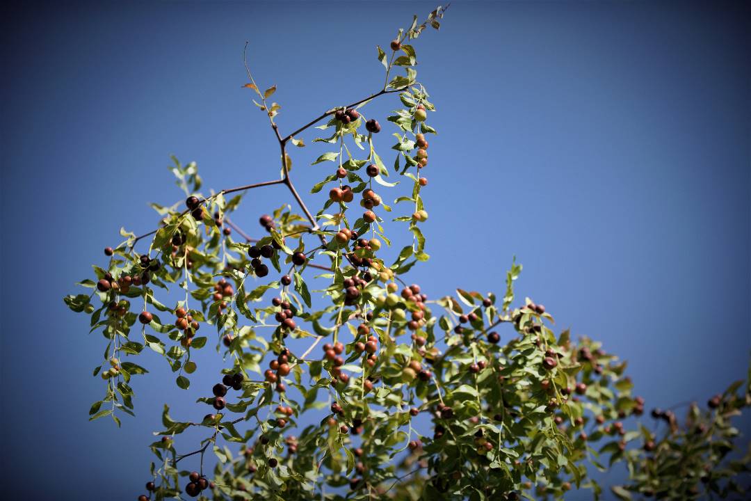 DSC_1568.jpg
