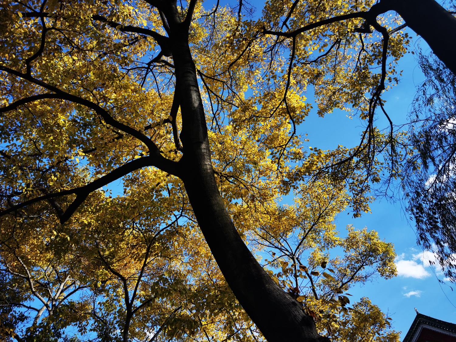 IMG_20201205_153617.jpg