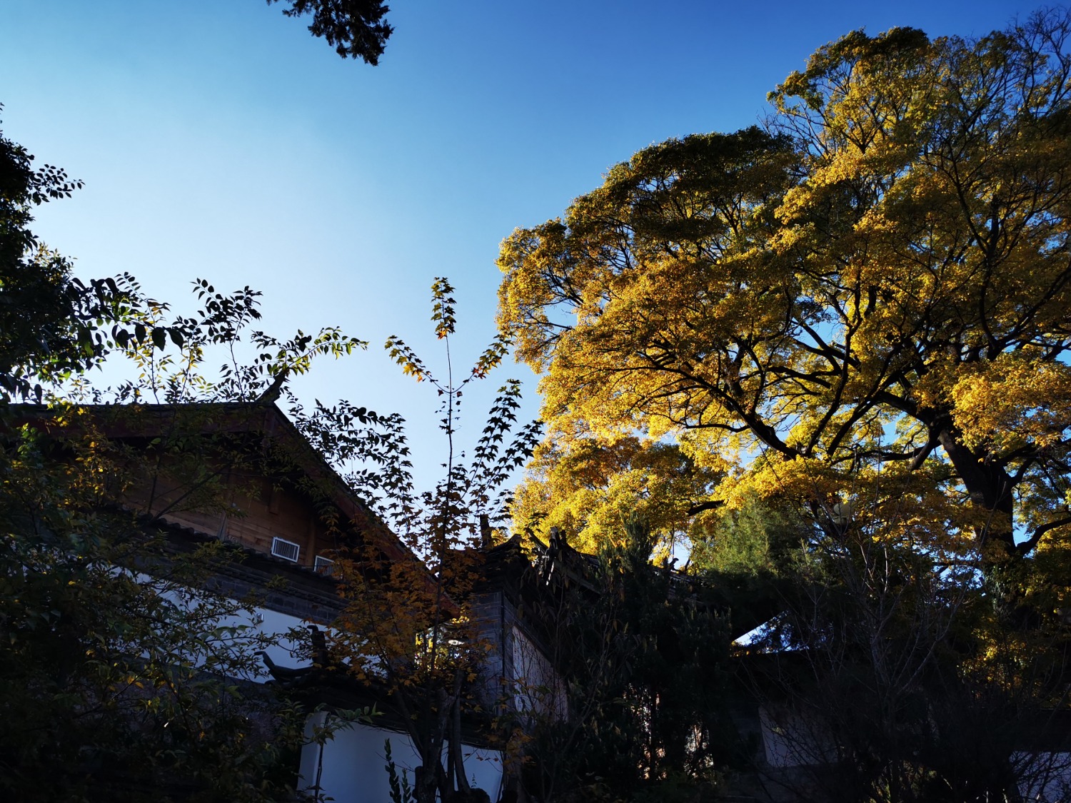 IMG_20201210_162414.jpg
