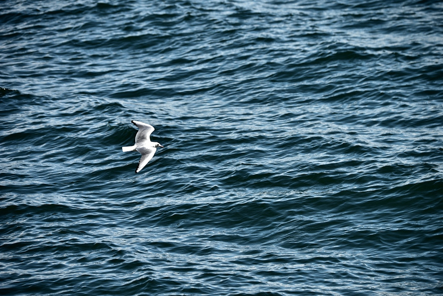DSC_0080__.jpg