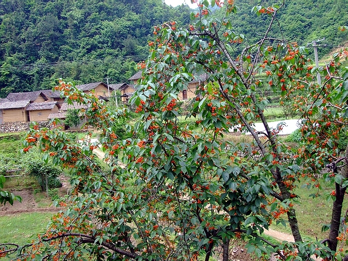080508Լζ 060.jpg