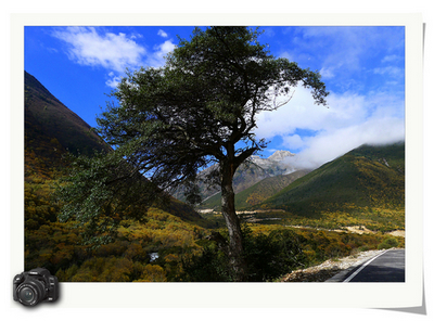 路边的歪脖子树，很有味道，就是�