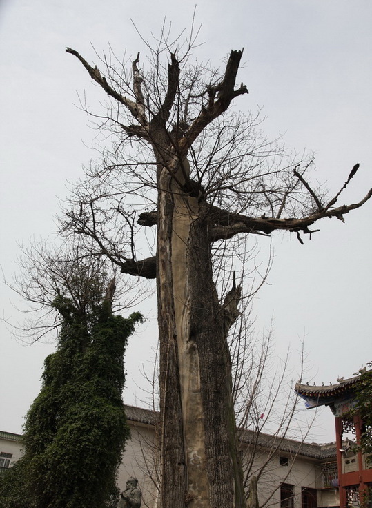 Img1333377_780.jpg